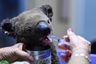 Meet the first baby koala born in Australian wildlife park since devastating wildfires