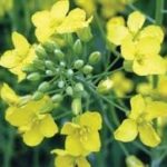 Research works to heat homes with canola pellets