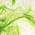 AECOM, Genifuel partner to convert algae and biosolids into SAF