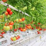 Geothermal greenhouses offer alternative solution to food crisis, Turkey