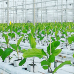 Dutch collective funds expansion of green heating network to Wilgenlei horticulture area