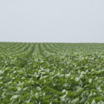 USDA: US planted soybean acreage up 1%