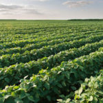 USDA: US soybean production up 2% from last year