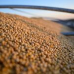 Study: Soybean oil for biofuels has limited impact on food prices
