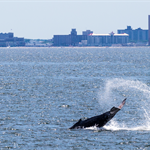US officials: ‘No evidence’ whale deaths connected to offshore wind surveys