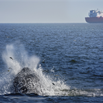 New Jersey's first offshore wind farm 'likely to adversely affect’ whales – NOAA report