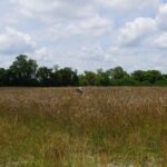 Southern states first to harvest Nuseed carinata for bioenergy