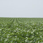 USDA predicts increased soybean oil use in biofuel production